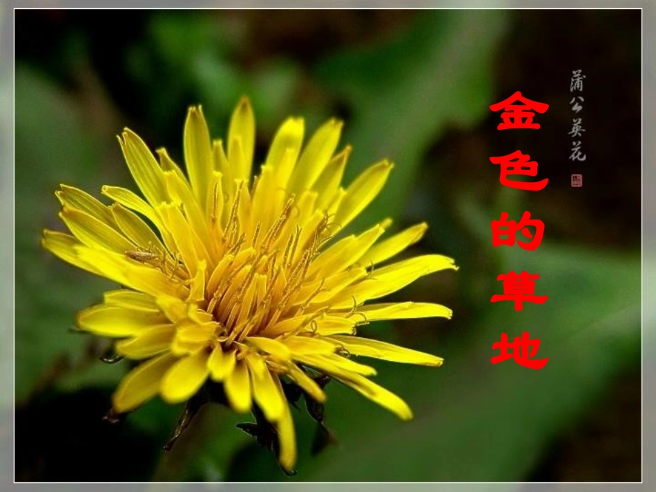 小学三年级上册语文第二课金色的草地PPT课件2_第1页