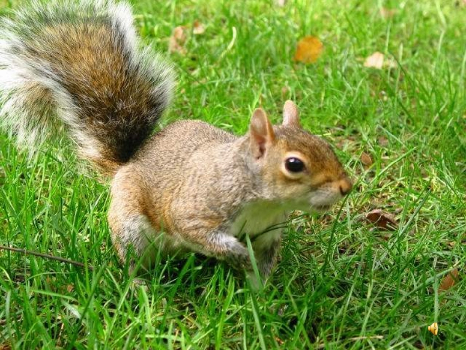 人教版小学语文五年级上册10《松鼠》PPT课件_第1页