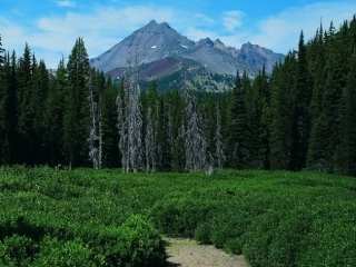 青山不老课件