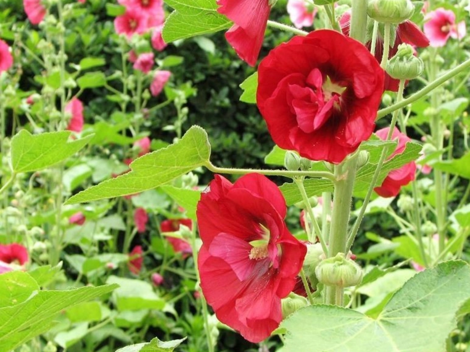 触摸春天课件(1)_第2页