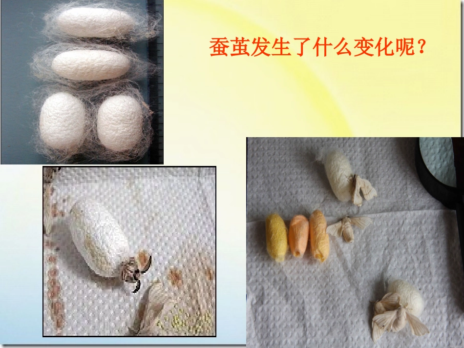 《蛹变成了什么》PPT课件_第2页