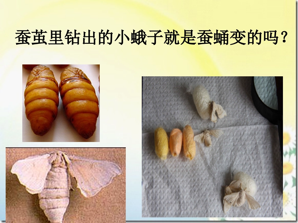《蛹变成了什么》PPT课件_第3页