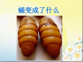 《蛹变成了什么》PPT课件