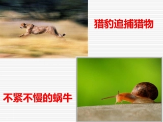 速度课件(备用)