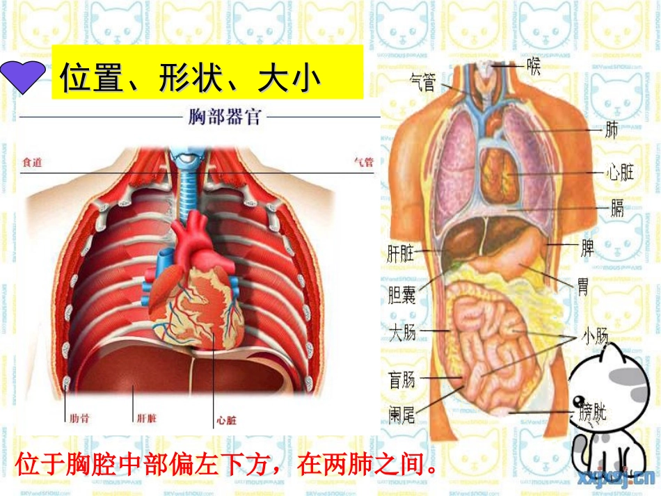 输送血液的泵——心脏完整版_第3页