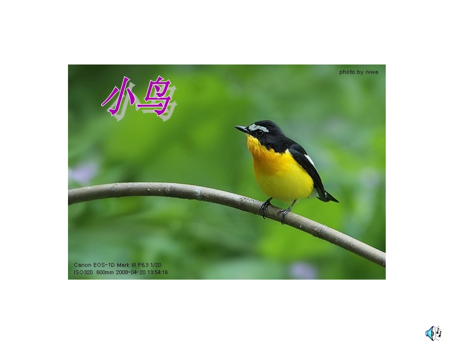 鸟儿的侦察报告课件_第1页