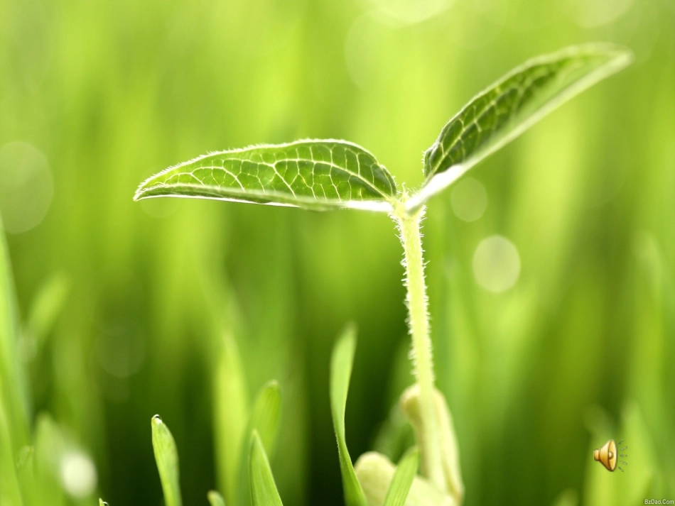 《生命_生命》课件_第1页