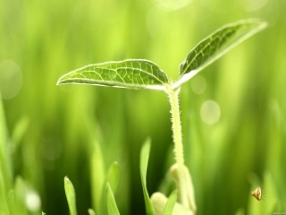 《生命_生命》课件