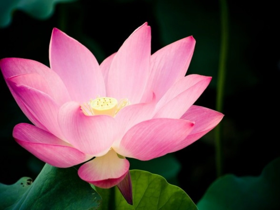 《气温和气温的分布》_第2页