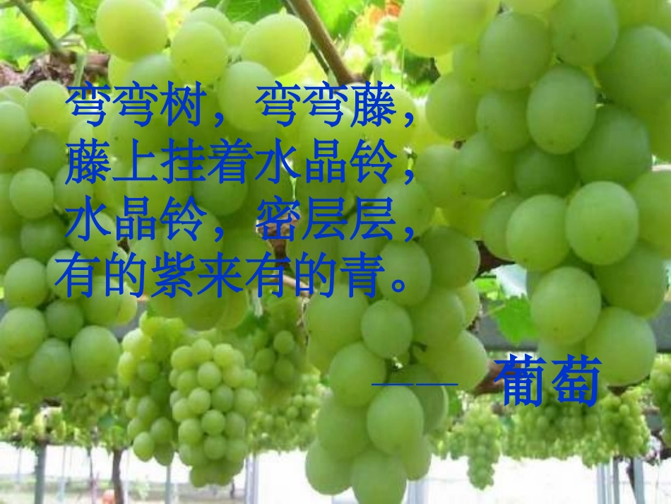 葡萄沟PPT课件二年级语文下册PPT课件_第3页