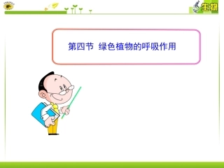 绿色植物的呼吸作用