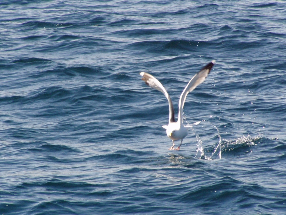 老人与海鸥课件1_(1)_第3页