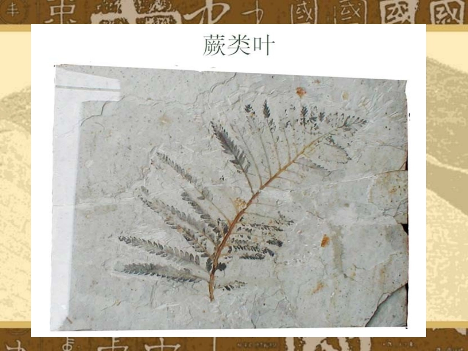 人教新课标版初中七上《化石吟》课件_第3页