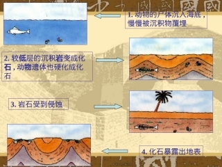 人教新课标版初中七上《化石吟》课件