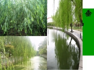 《咏柳》第一课时