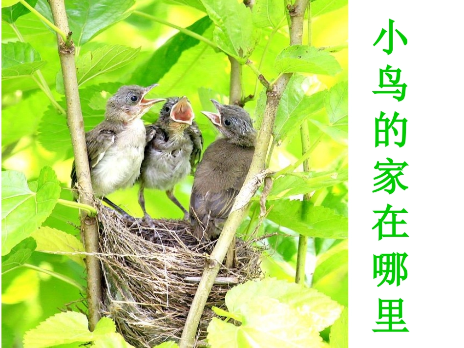 二年级热爱祖国主题班会_第3页