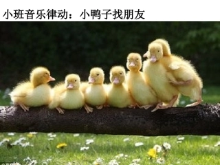 小班音乐律动：小