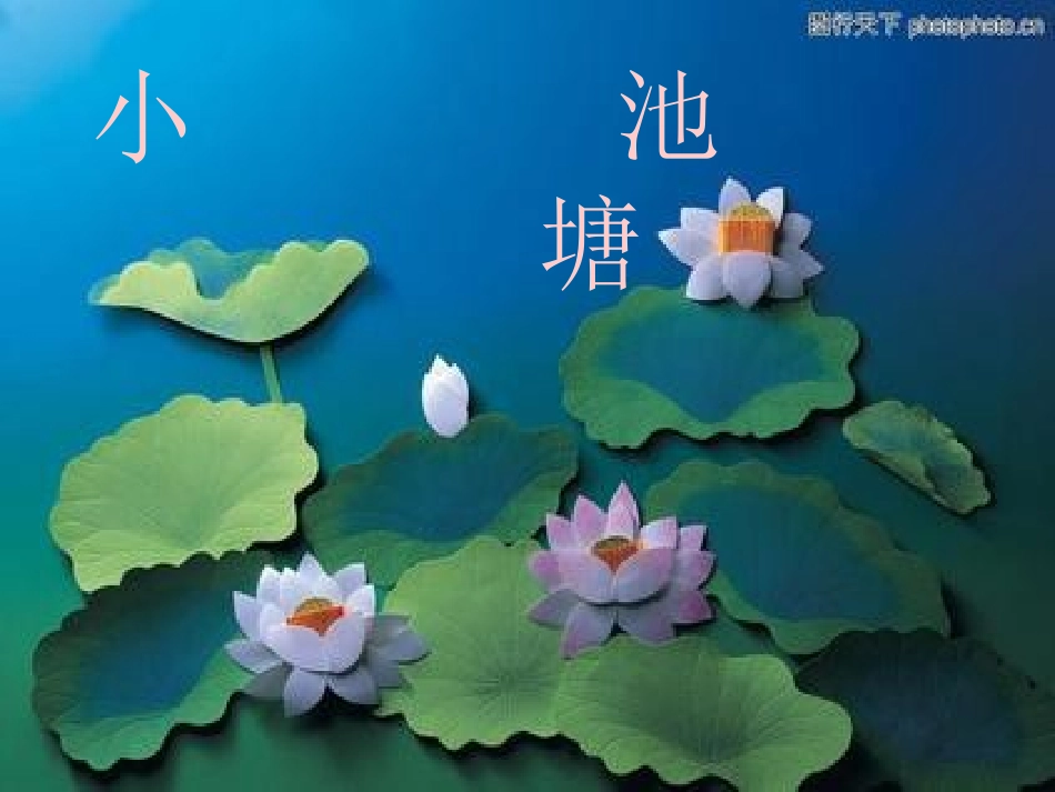 自然界的舞蹈家_第2页