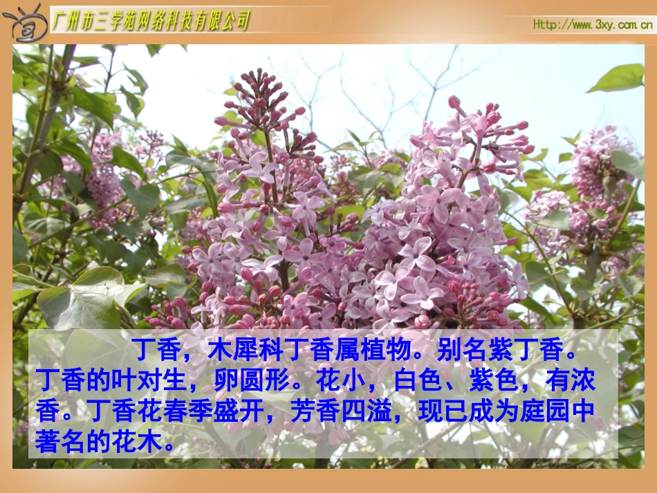 一株紫丁香 (2)_第2页
