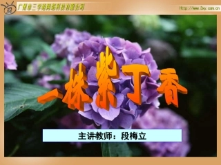 一株紫丁香 (2)
