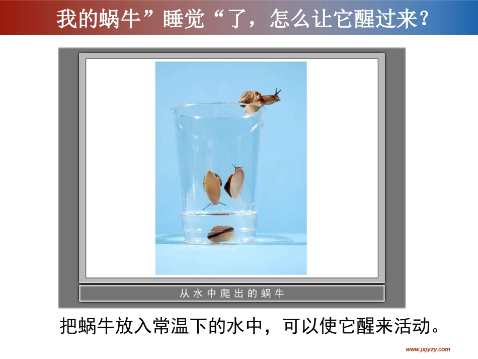 《蜗牛（二）》教学课件_第3页
