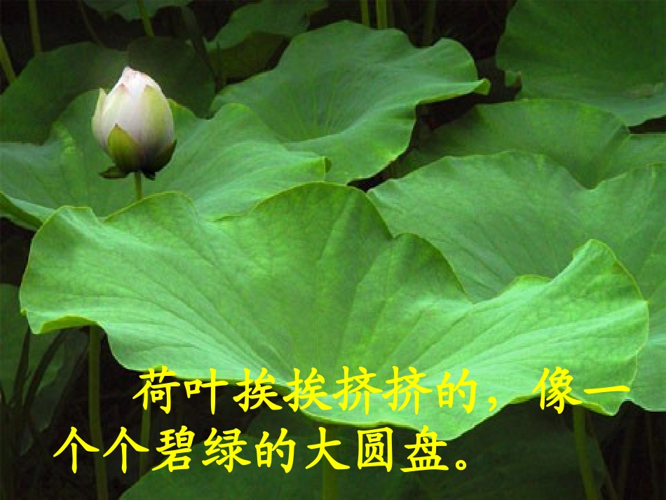 《荷花》课件_第2页