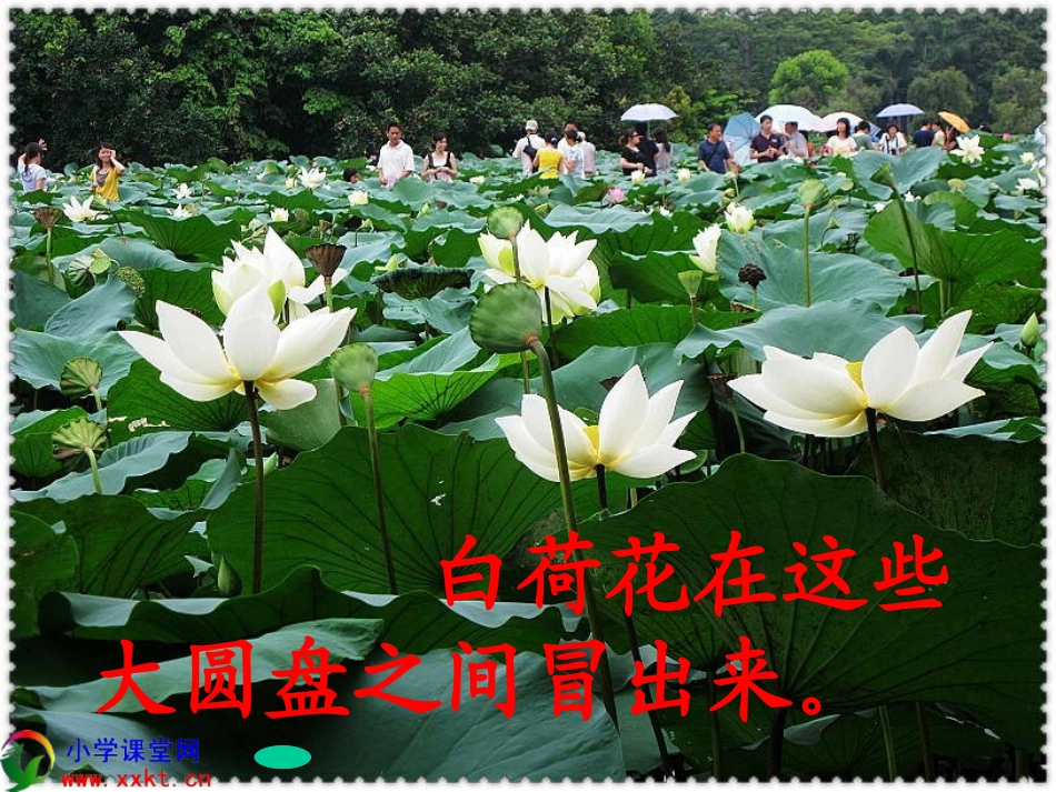 《荷花》课件_第3页