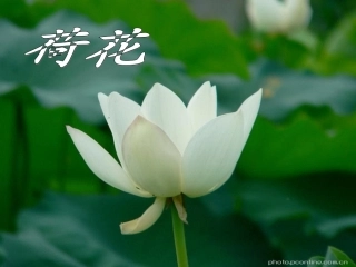 《荷花》课件