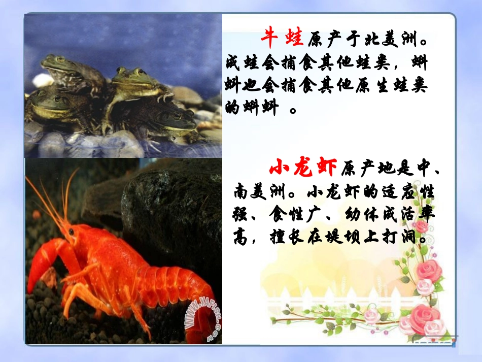生物入侵者公开课课件_第1页