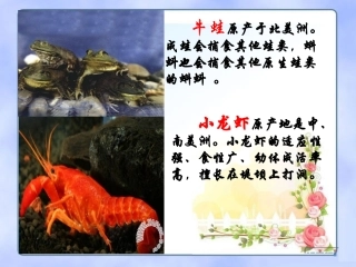 生物入侵者公开课课件