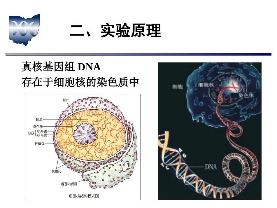 不同畜禽血样采集、哺乳动物白细胞分离_第3页