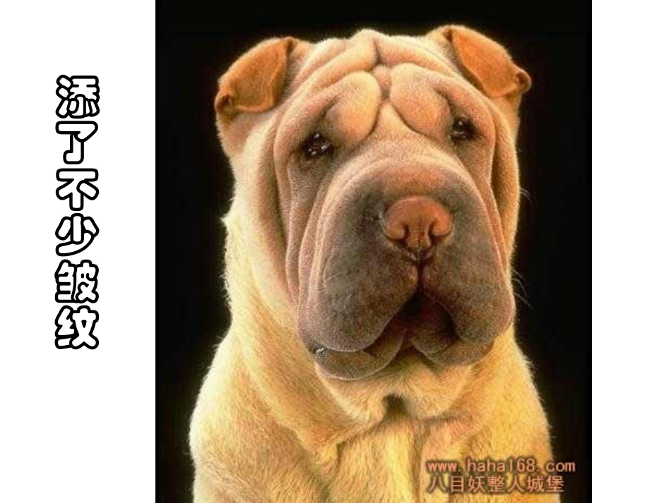 离职人员的搞笑PPT_第3页