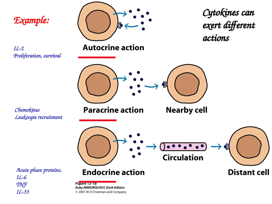 博士生课程5(1)-细胞因子_第2页