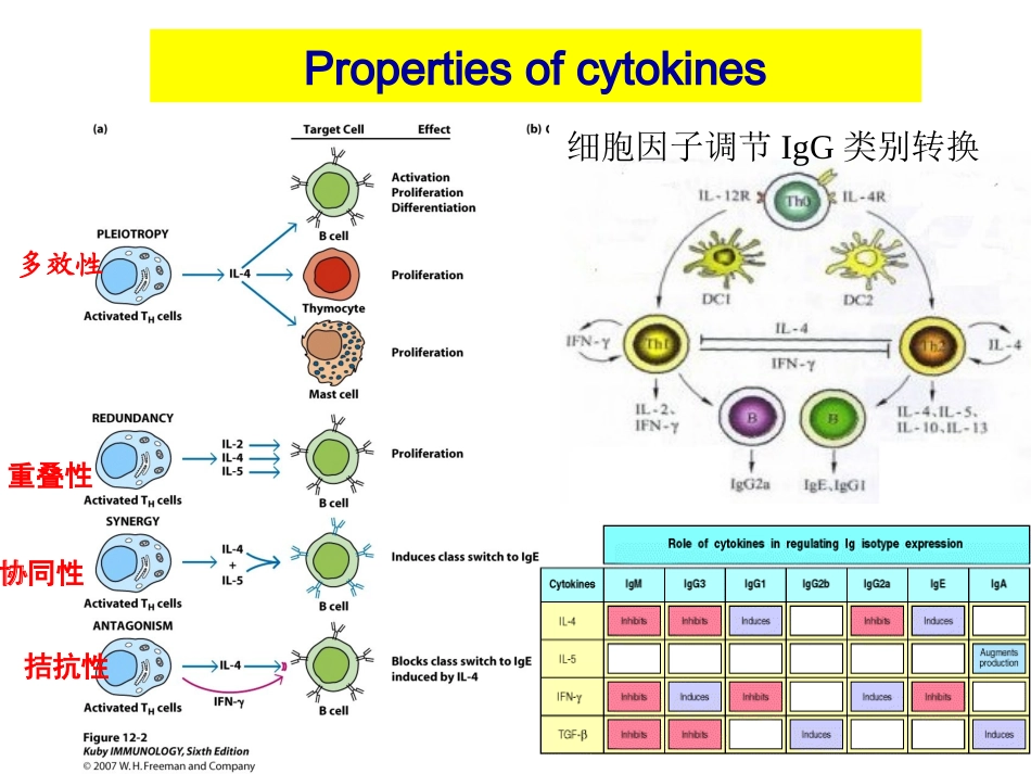 博士生课程5(1)-细胞因子_第3页
