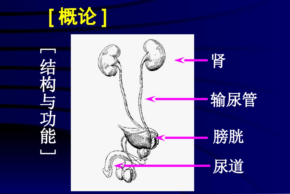 泌尿系统(本科)_第2页