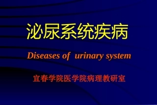 泌尿系统(本科)