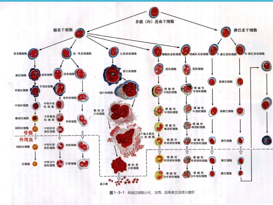 外周血常规解读_第3页