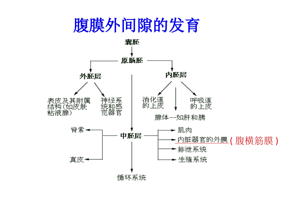 胃周系膜理论及胃癌根治术_第3页