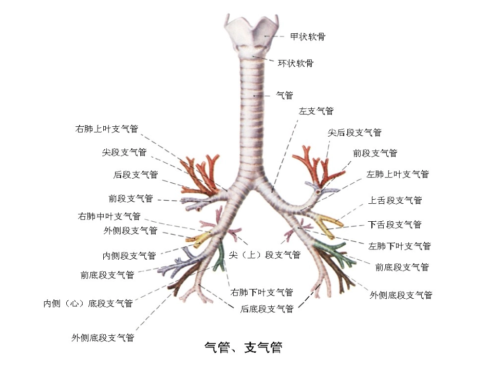 纤支镜图谱ppt【最经典纤维支气管镜图谱】_第1页