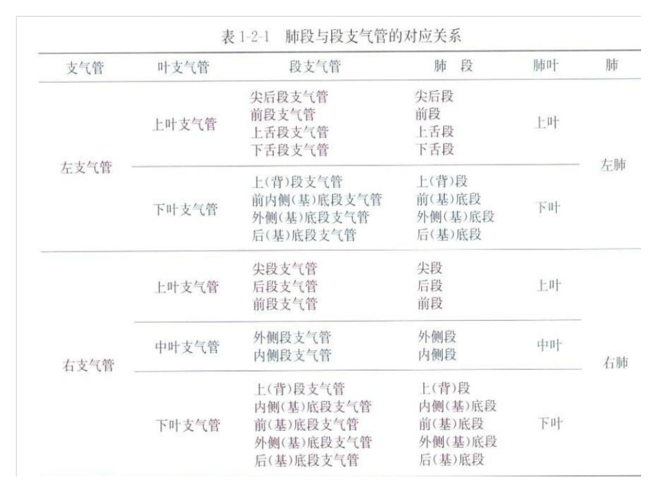 纤支镜图谱ppt【最经典纤维支气管镜图谱】_第2页