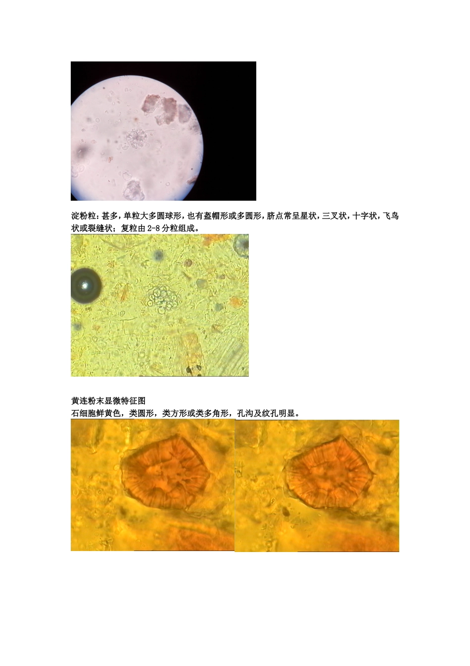 生药粉末显微特征及彩图_第2页