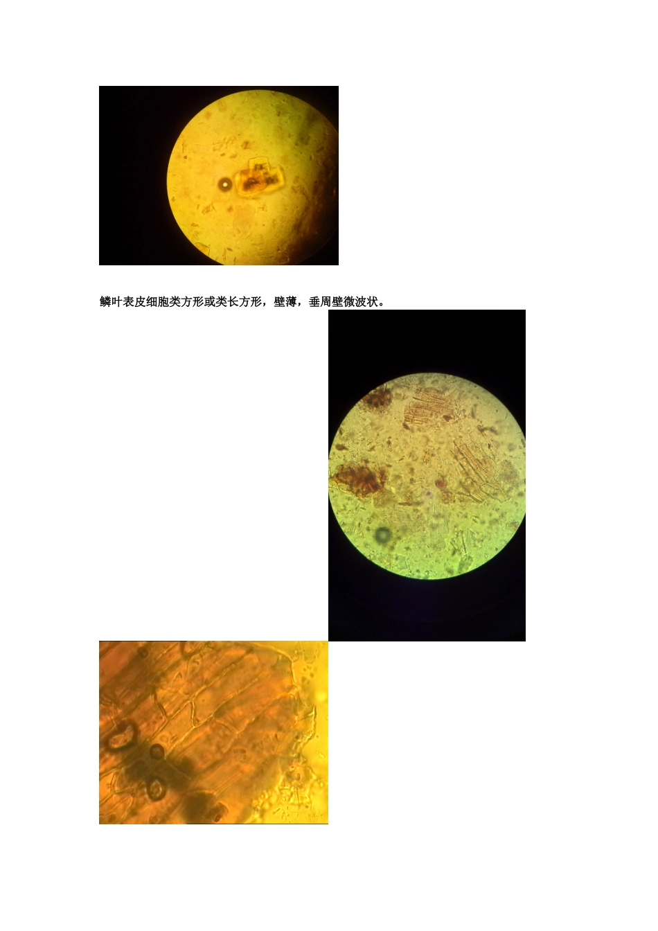 生药粉末显微特征及彩图_第3页