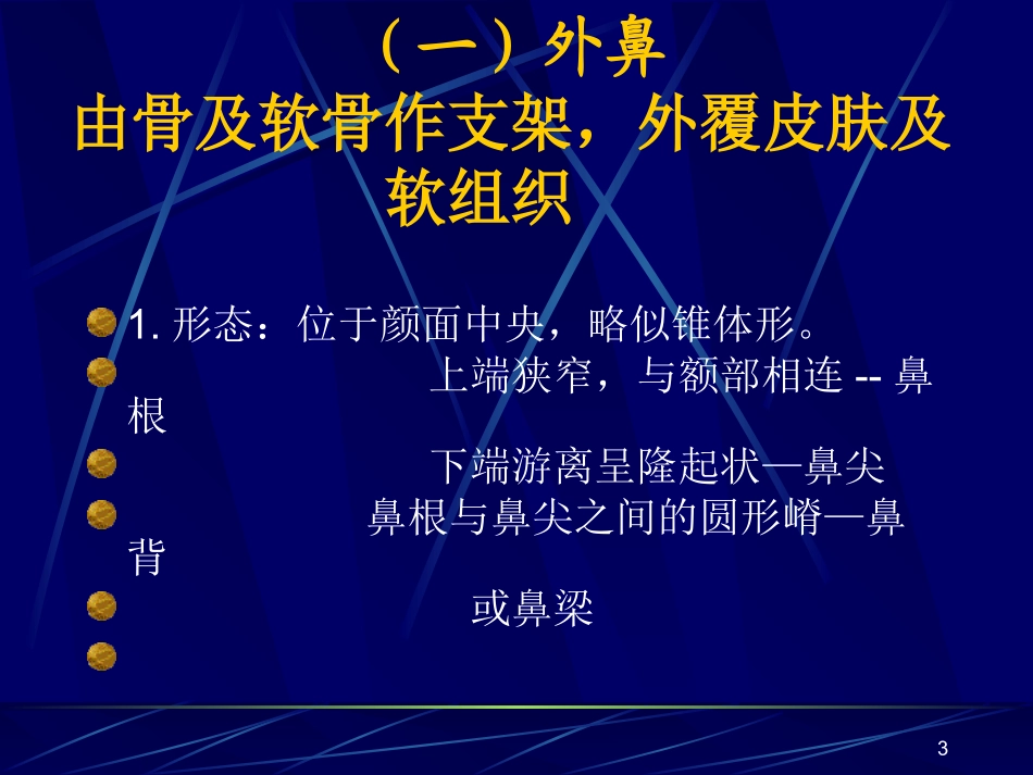 鼻解剖幻灯片_第3页