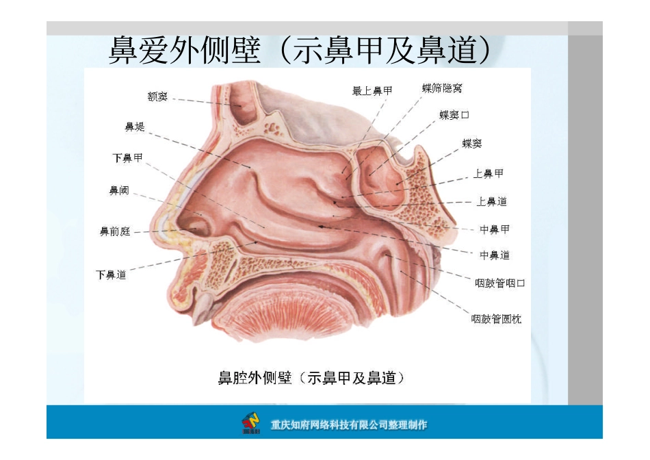 鼻部解剖图片_第2页