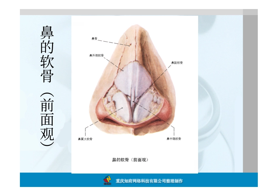 鼻部解剖图片_第3页