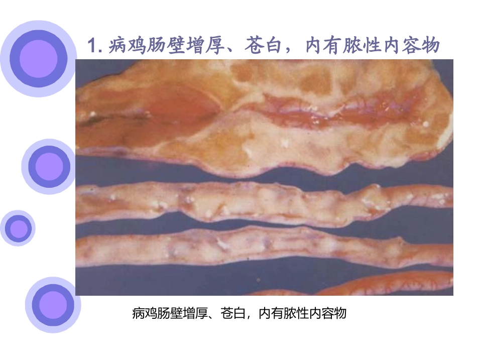鸡的寄生虫病_第2页