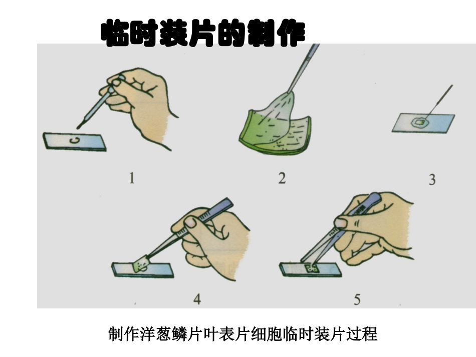 高倍显微镜的使用课件_第2页