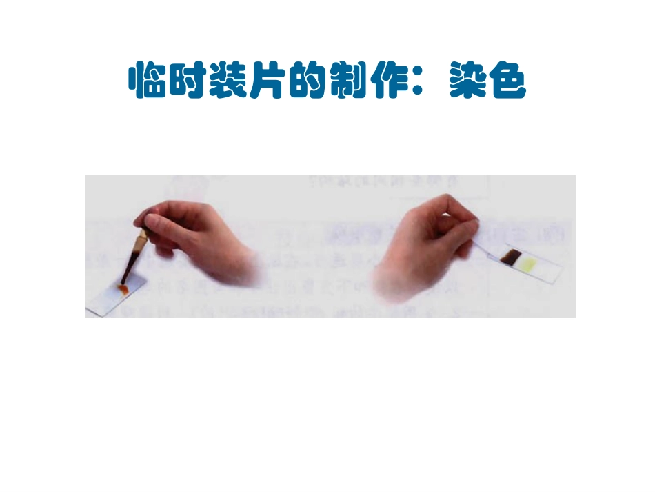 高倍显微镜的使用课件_第3页