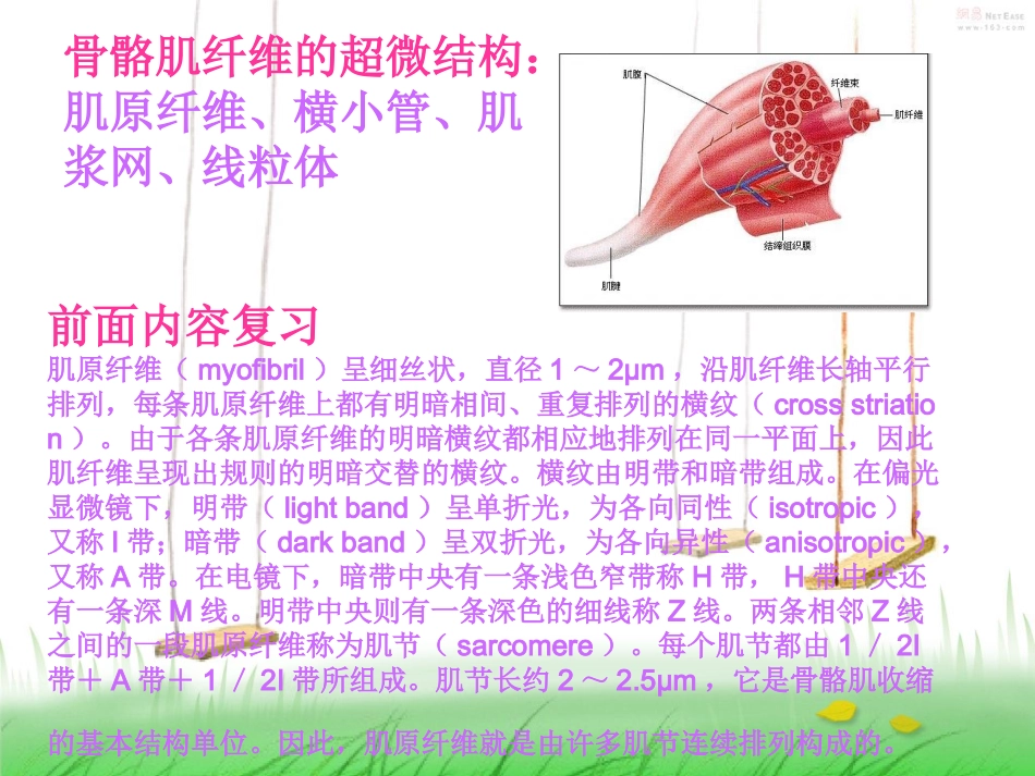 骨骼肌的超微结构_第2页