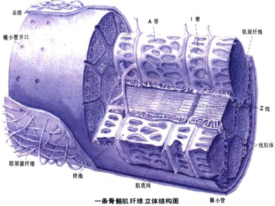 骨骼肌的超微结构_第3页